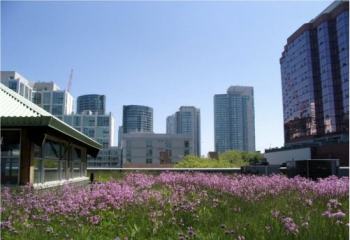 MEC's green roof